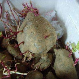 談談番薯發芽到底能不能吃
