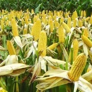 玉米交易平臺(tái)有哪些？怎么樣能賣到好價(jià)錢