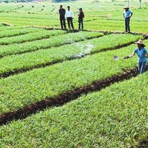 葉面肥市場現狀和潛力分析