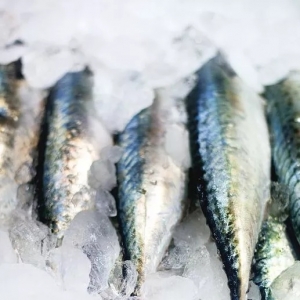 冷凍海鮮從哪里進貨？冷凍海鮮進貨渠道盤點