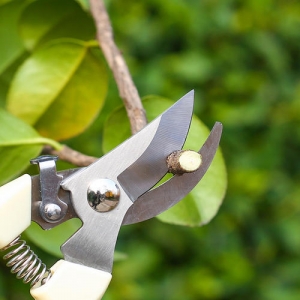 德國進口剪枝剪多少錢？進口花枝剪怎么選