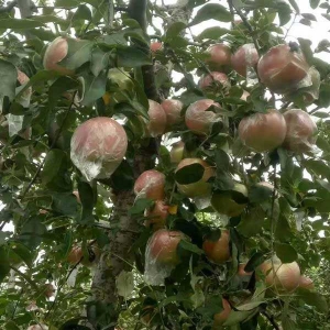 水果套袋多少錢一個？業(yè)內(nèi)人士教你計算方法