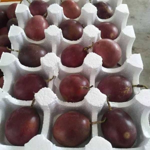 泡沫托市場怎么樣？泡沫托廠家前景分析