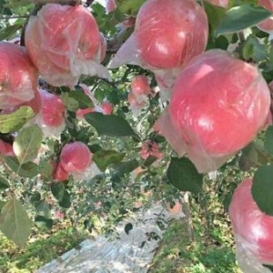 蘋果套袋批發(fā)價(jià)格多少錢值得買分析