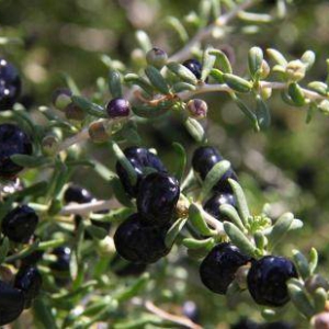 聊聊黑枸杞多少錢一斤，有什么好處