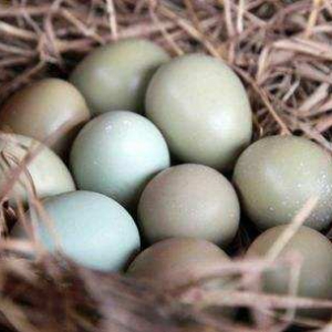 野雞蛋和普通雞蛋的區(qū)別，聊聊野雞蛋好處