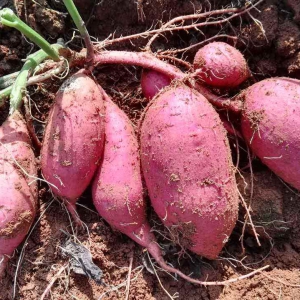 番薯價格多少錢一斤？番薯收購價格分析